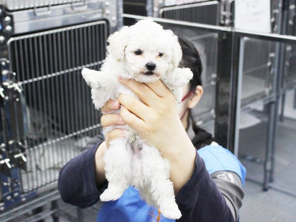 夜間部2年生、子犬のお世話♪